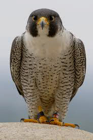 peregrine falcon ct gov web photo by www.ct.gov