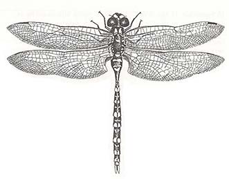 dragonfly, artwork by David M. Carroll 