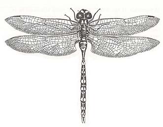 eastern blue darner, Aeshna verticalis, artwork by David M. Carroll.