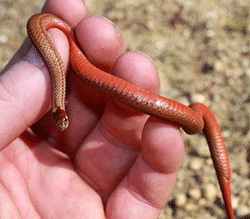 northern red belly snake.  A small snake measuring 8-10 inches, brown or gray body surface and a plain red belly.  Photo by Mike Marchand