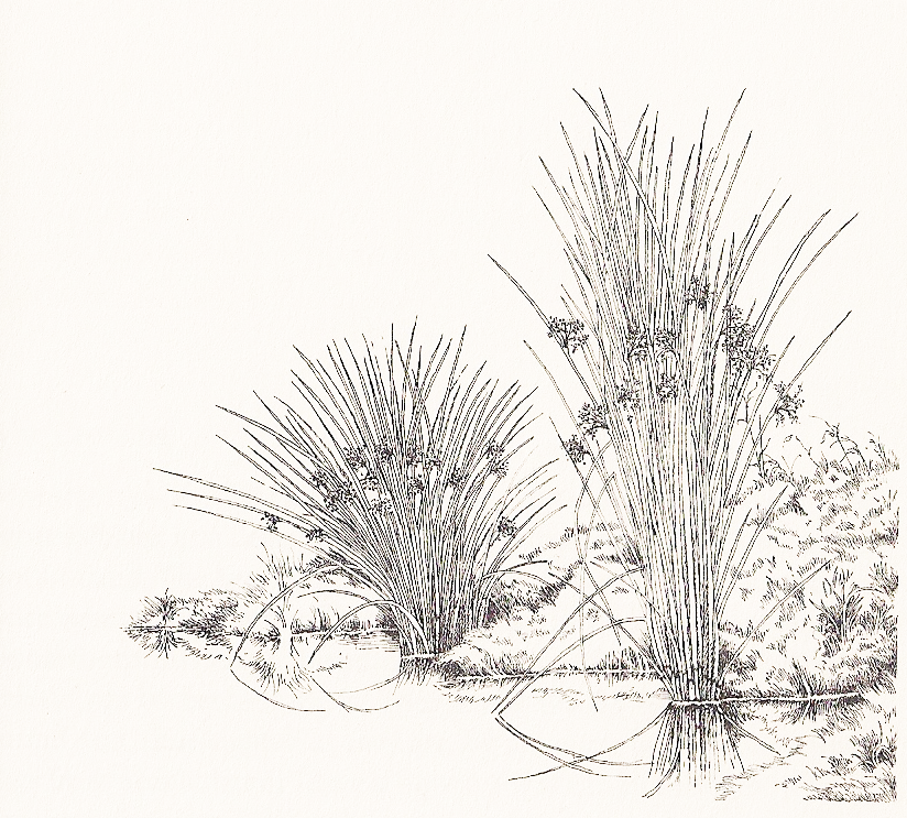 soft rush and sage edges, artwork by David M. Carroll soft rush and sage edges, artwork by David M. Carroll