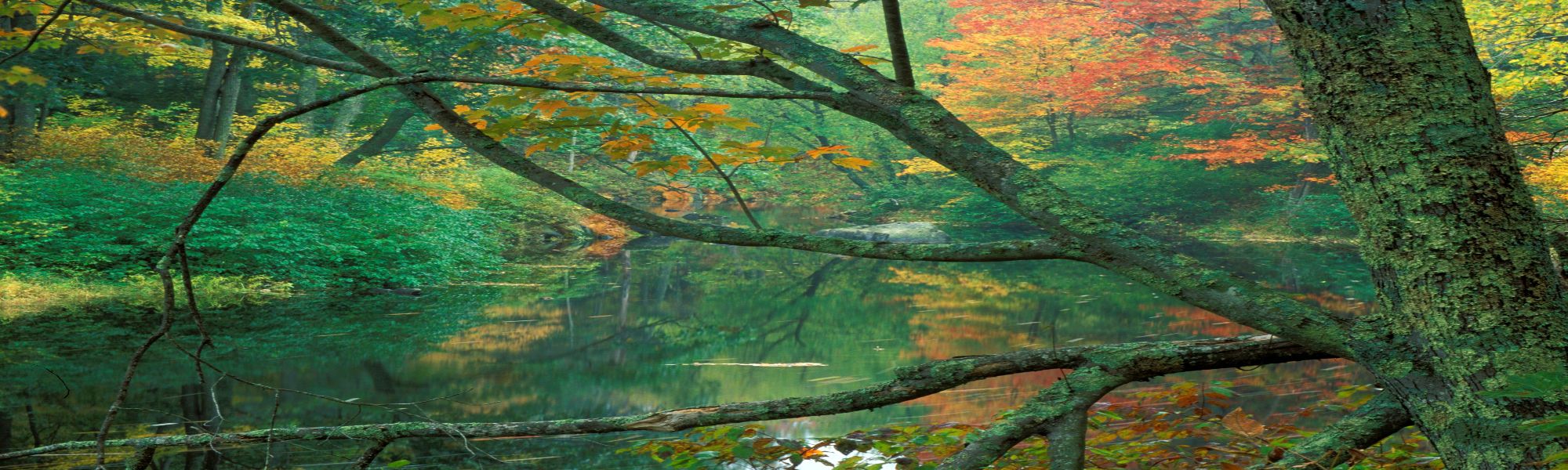 Fall trees overhanging the Lamprey River by Jerry Monkman