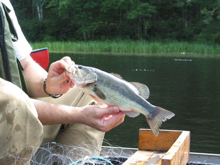 A fine specimen. Photo by Dick Lord. A fine specimen. Photo by Dick Lord.
