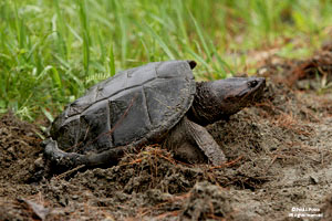 snapping turtle, common. Shell is jagged and appears to be too small for the long neck and tail, especially when older. Be cautious of the head when approaching.  Photo by http://www.ct.gov/