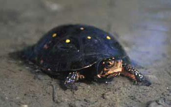 spotted turtle Photo by John J. Mosesso. www.epa.gov 