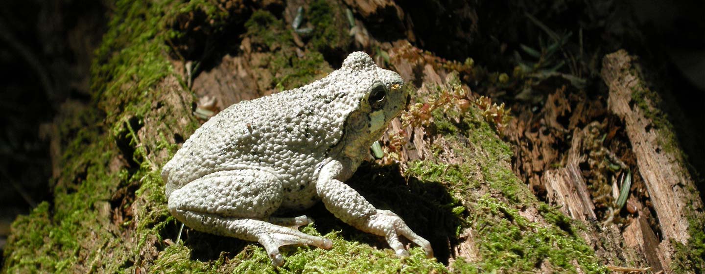 gray tree frog, photo by Rachel Stevens